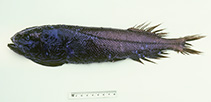 Image of Asquamiceps hjorti (Barethroat slickhead)