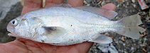 Image of Aspericorvina jubata (Prickly croaker)