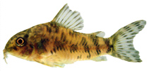 Image of Aspidoras lakoi (Chessboard catfish)