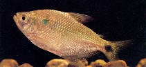 Image of Ctenobrycon magdalenae 