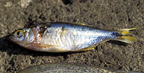 Image of Astyanax nicaraguensis 