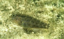 Image of Asterropteryx semipunctata (Starry goby)
