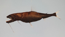 Image of Astronesthes similus 