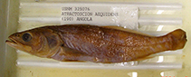 Image of Atractoscion aequidens (Geelbeck croaker)