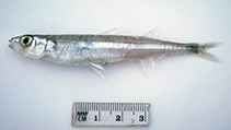 Image of Atherinason hepsetoides (Smallscale hardyhead)