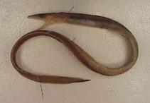 Image of Atractodenchelys robinsorum 
