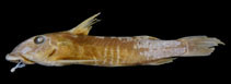 Image of Atopochilus savorgnani 