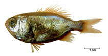 Image of Aulotrachichthys atlanticus (Brazilian luminous roughy)