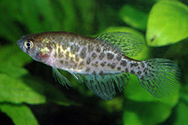 Image of Austrolebias bellottii (Argentine pearlfish)