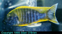 Image of Aulonocara jacobfreibergi (Fairy cichlid)