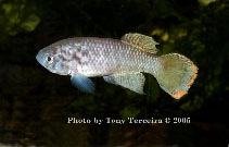 Image of Austrofundulus limnaeus 