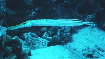 Image of Aulostomus maculatus (Trumpetfish)