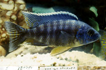 Image of Aulonocara maylandi (Sulfurhead Aulonocara)