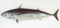 Image of Auxis rochei (Bullet tuna)