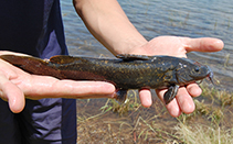 Image of Austroglanis sclateri (Rock-catfish)