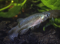 Image of Austrofundulus transilis 