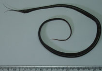 Image of Avocettina infans (Avocet snipe eel)