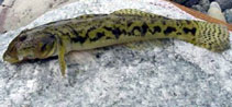 Image of Awaous banana (River goby)