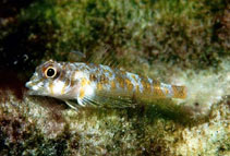 Image of Axoclinus cocoensis (Cocos triplefin)
