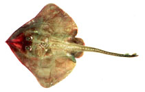 Image of Bathyraja aleutica (Aleutian skate)