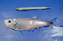Image of Neobathyclupea argentea (West Atlantic (silver) deepsea herring)