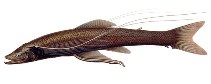 Image of Bathypterois atricolor (Attenuated spider fish)