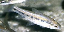 Image of Enteromius baudoni 