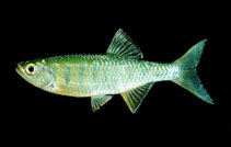 Image of Opsarius bernatziki 