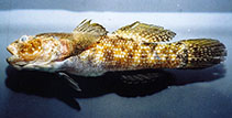 Image of Bathygobius brasiliensis (Noronha frillfin goby)