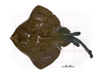 Image of Bathyraja brachyurops (Broadnose skate)