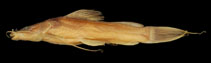 Image of Bagrus caeruleus 