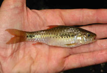 Image of Enteromius camptacanthus (African redfinned barb)