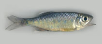 Image of Barilius canarensis 