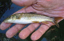 Image of Barbus carpathicus 