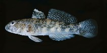 Image of Bathygobius fuscus (Dusky frillgoby)