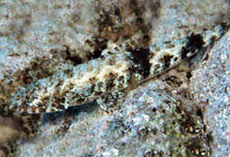 Image of Saurida gracilis (Gracile lizardfish)