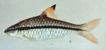 Image of Enteromius holotaenia (Spotscale barb)