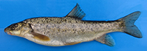 Image of Barbus lacerta (Kura barbel)