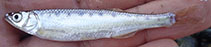 Image of Barilius mesopotamicus (Mesopotamian minnow)