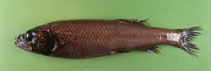 Image of Bathytroctes michaelsarsi (Michael Sars smooth-head)