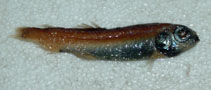 Image of Bathylagoides nigrigenys (Blackchin blacksmelt)