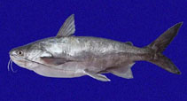 Image of Bagre panamensis (Chilhuil sea catfish)