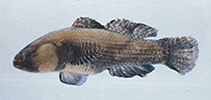 Image of Bathygobius petrophilus 