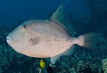 Image of Balistes polylepis (Finescale triggerfish)