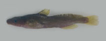 Image of Batasio sharavatiensis 