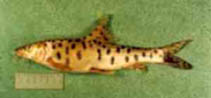Image of Luciobarbus subquincunciatus (Mesopotamian barbel)