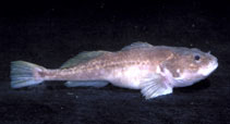 Image of Batrachocottus talievi (Taliev’s sculpin)