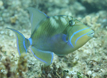 Image of Balistes vetula (Queen triggerfish)
