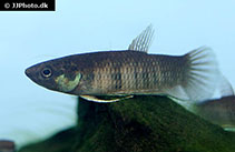 Image of Betta breviobesa 