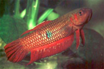 Image of Betta coccina 